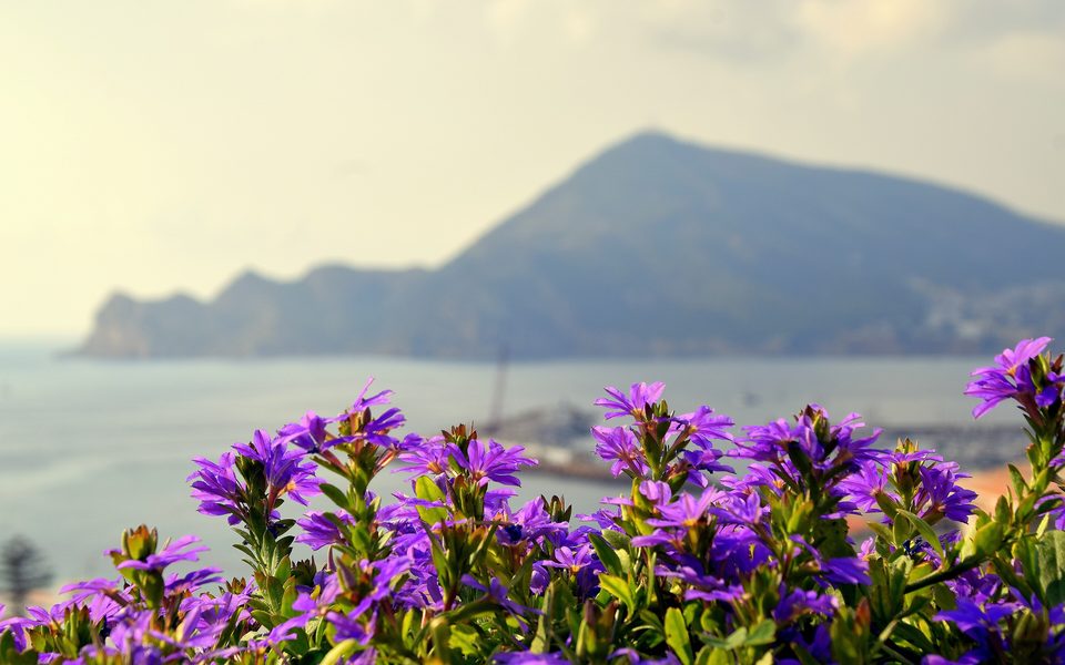Middelhavslandskab ved Serra Gelada med blomster og bjergsilhuet
