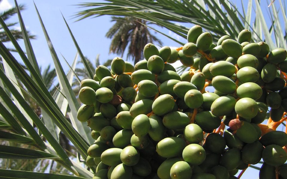 Dadler på en palme i den historiske palmelund i Elche