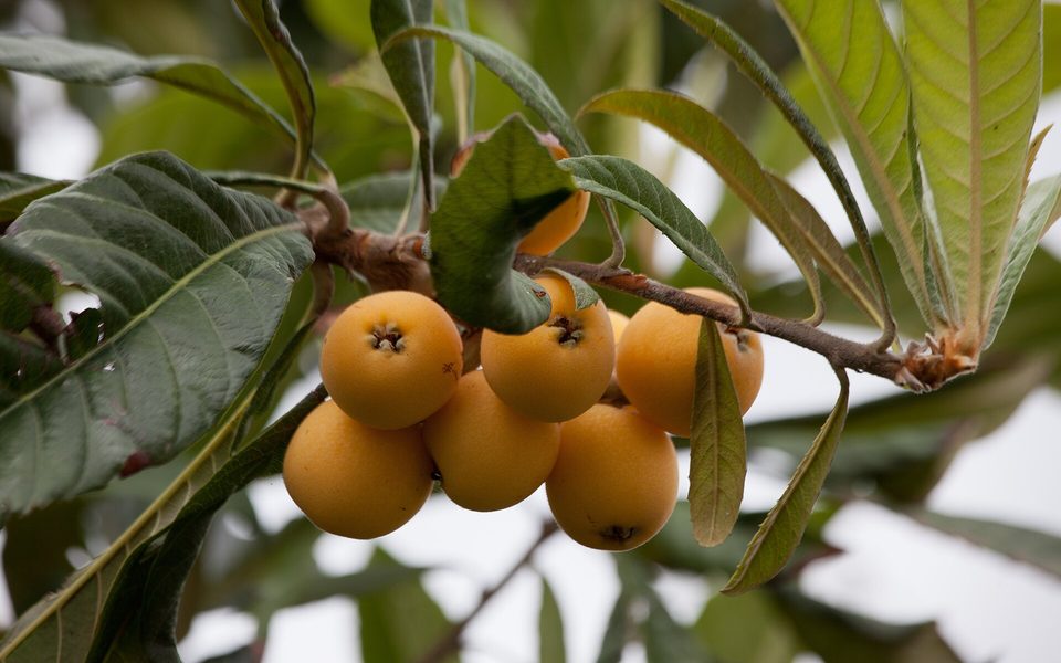 Modne orange níspero-frugter på en gren
