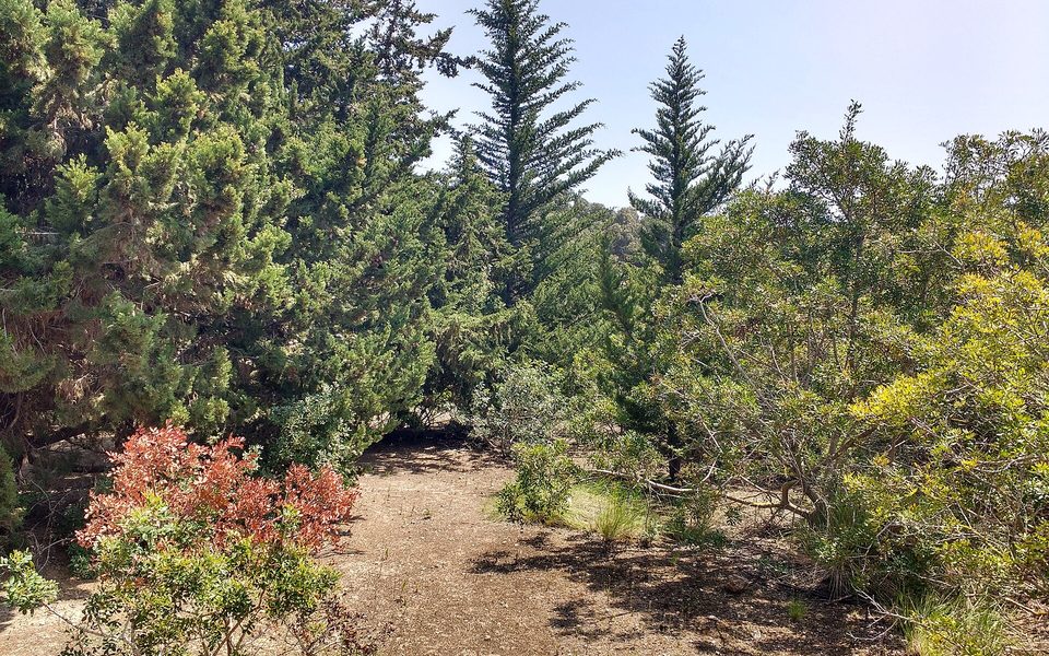 Middelhavsvegetation i Clot de Galvany ved Elche