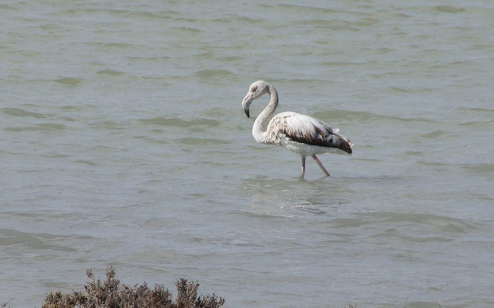 Ung flamingo i saltsøerne ved Santa Pola