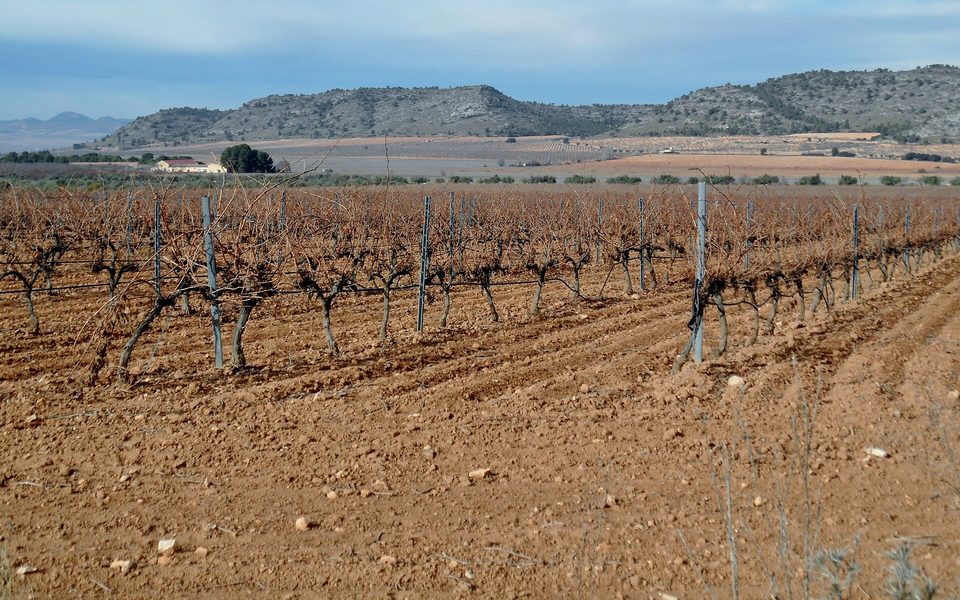 Vinmarker ved Sierra de Salinas på ruten mellem Monóvar og Pinoso